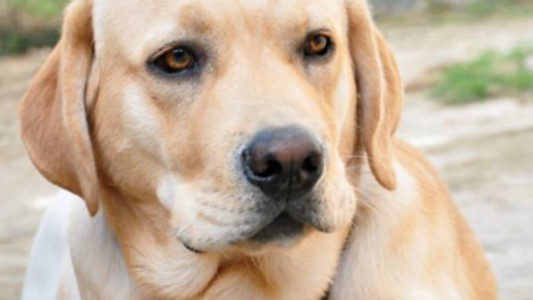 "Milo no tiene dueños, tiene papá y mamá”: la emotiva carta de una joven que busca a su perro perdido