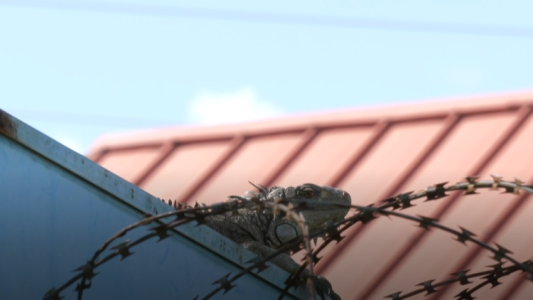 Invasión de iguanas amenaza a un grupo de vecinos en El Caribe