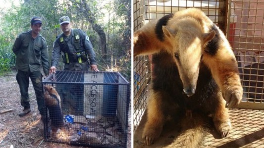 Misiones: rescataron a un oso hormiguero que deambulaba al costado de la ruta