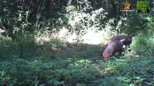 Le sacaron una foto por primera vez en Misiones a una extraña clase de zorro