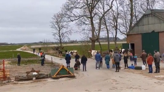 Unas vacas pasan el invierno encerradas, las liberan y su reacción es insólita