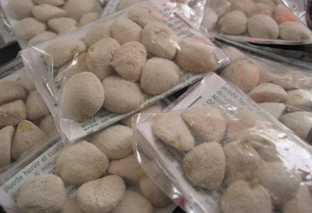 Está grave una mendocina que comió una nuez de la India para adelgazar