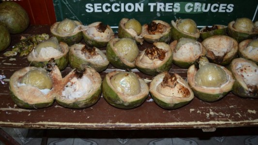 Transportaban cocaína escondida en cocos