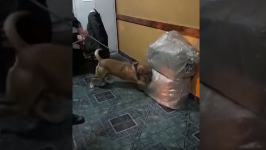 Así reacciona un perro al encontrar droga escondida durante un control de rutina