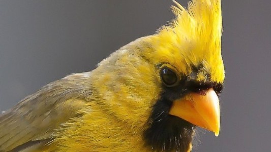 Liberan cardenales amarillos rescatados del tráfico ilegal en el sur bonaerense