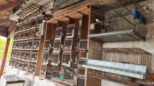 La Policía de la Ciudad rescató 80 aves y 2 tortugas de un criadero ilegal de Mataderos