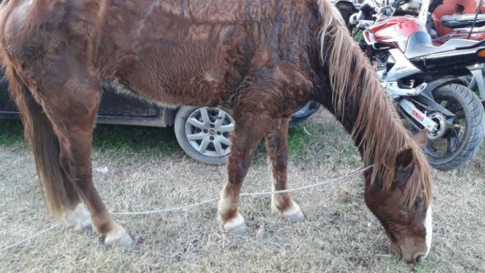 Detuvieron a un hombre que había golpeado salvajemente a un caballo