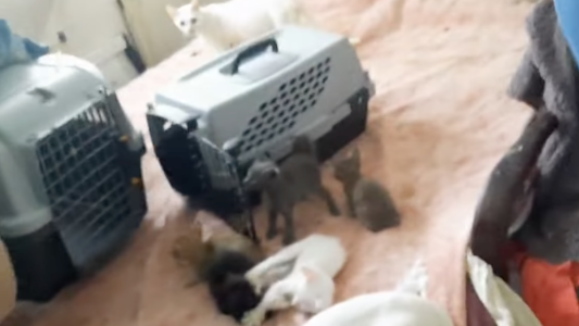 Rescatan 17 gatos y hallan 6 muertos en heladera al allanar una casa en Palermo