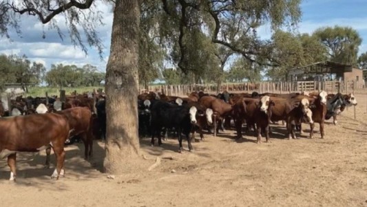 Apuntan a José Alperovich por el robo de ganado en Santiago del Estero