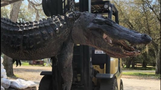 Cazan un caimán gigante y resuelven un misterio que tenía 24 años