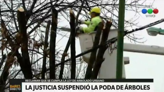 La poda de árboles porteños quedó en suspenso por una orden judicial