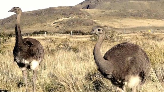 Liberan en la Patagonia ñandúes criados en cautiverio