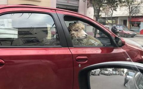 Misterio en Bahía Blanca: el hombre que pasea en su auto con una oveja