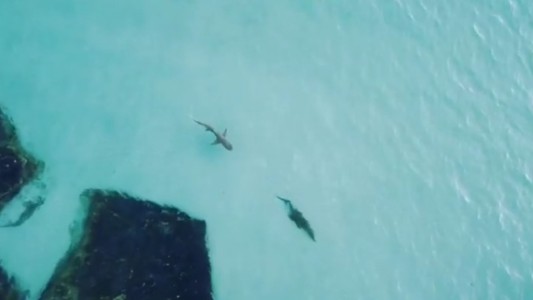 El momento en que un cocodrilo es amenazado por un tiburón