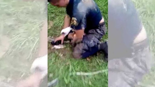Video conmovedor: el rescate de una perra y sus cachorritos atrapados en una alcantarilla