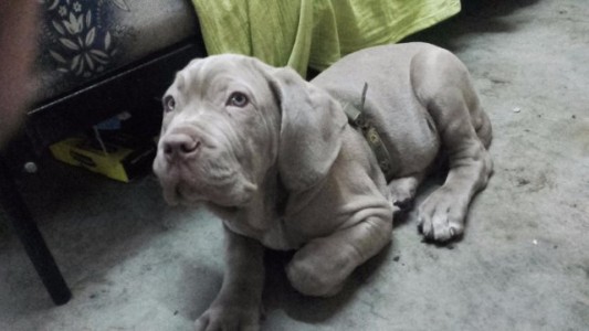 Les desvalijaron la casa y se llevaron hasta el cachorro de mastín napolitano