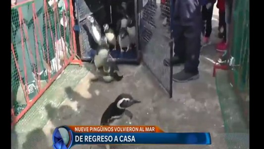 Video: pingüinos rescatados volvieron al mar