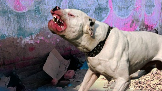 Mendoza: Un pitbull le arrancó el antebrazo a una mujer de 82 años