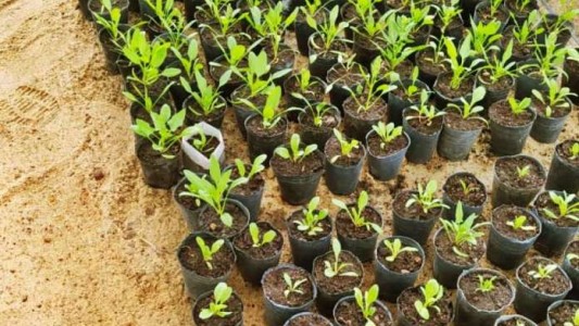 Furor en una reserva de Rosario por la entrega gratuita de árboles y plantines