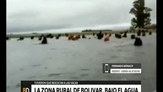 Bolivar bajo agua: el rescate de las vacas