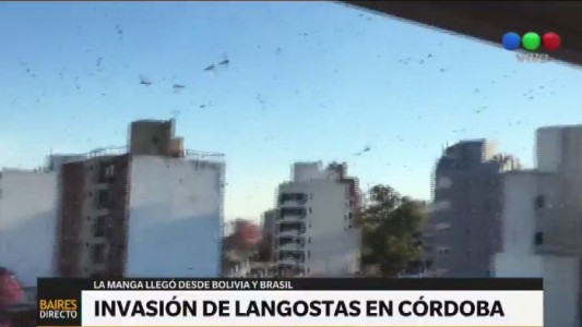 Impactantes imágenes de la invasión de langostas en Córdoba