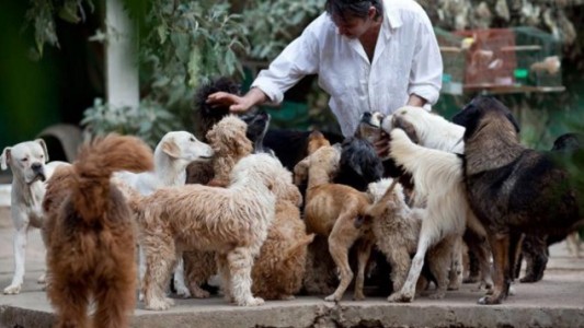 Disponen la creación de cuchas públicas para unos 30.000 perros abandonados