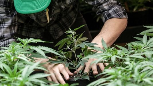 Salta: Crean un Comité de Supervisión del Uso Medicinal del Cannabis