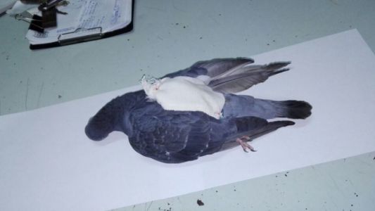 Usaban una "narcopaloma" para ingresar drogas a un penal