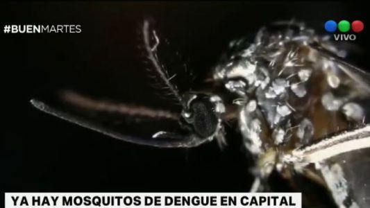 El mosquito del dengue ya está presente en la ciudad
