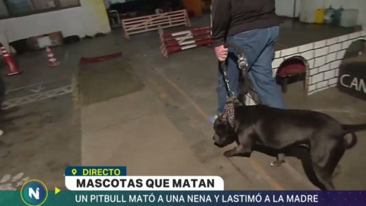 Mascotas que matan: cómo entrenar un pitbull