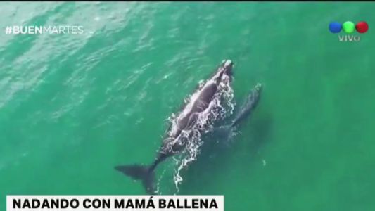 Una ballena nada con su cría en el Golfo Nuevo