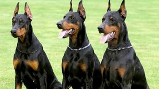Una joven atacada por tres perros Doberman fue amputada y está grave