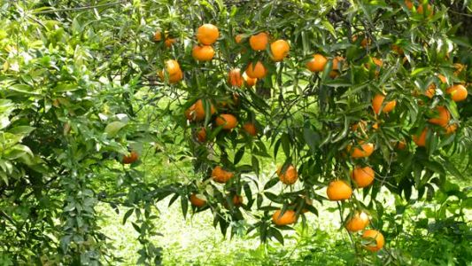 Confirman que había un agrotóxico prohibido en el cuerpo de la niña que murió tras comer una mandarina