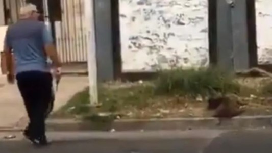 Denunciaron a un hombre por asesinar a un perro callejero: "Lo mató por matar"