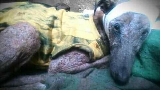 La conmovedora historia de Génesis, el galgo que se salvó dos veces de la muerte