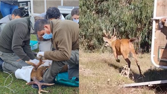 Video: tras ser rescatado, liberaron a un ciervo de los pantanos en el Delta del Paraná