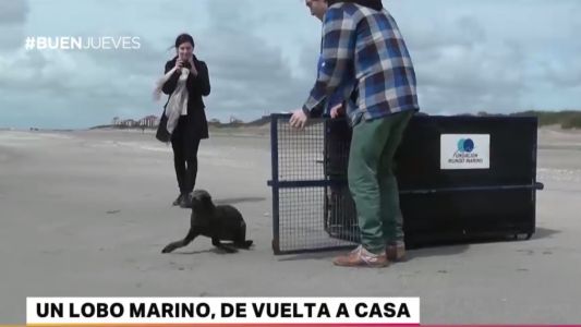 Video: regreso a casa del lobo marino