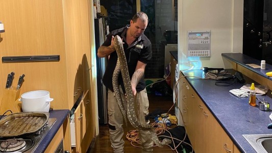 Escucharon ruidos extraños en su cocina: en el techo hallaron una serpiente de tres metros