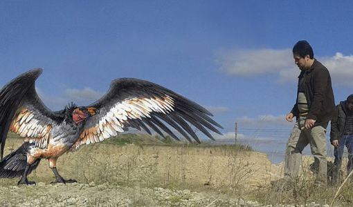 Marcos Paz: hallan restos de una especie de cóndor de hace 30 mil años