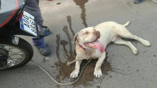 Un hombre ató a un perro a su moto y lo arrastró hasta quemarlo con el asfalto