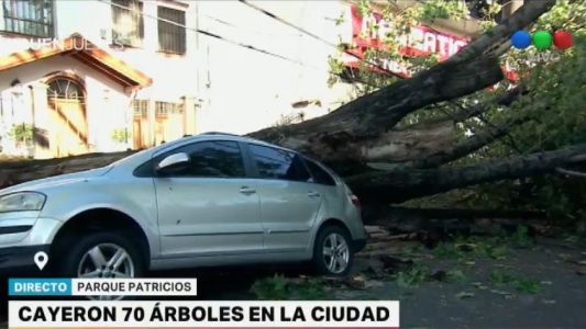 Cayeron más de 70 árboles por la tormenta