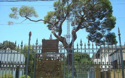 Se conoció la edad del pino histórico de la Batalla de San Lorenzo