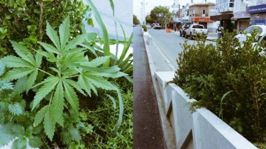 Había siete plantas de marihuana en un cantero de la avenida principal de San Lorenzo