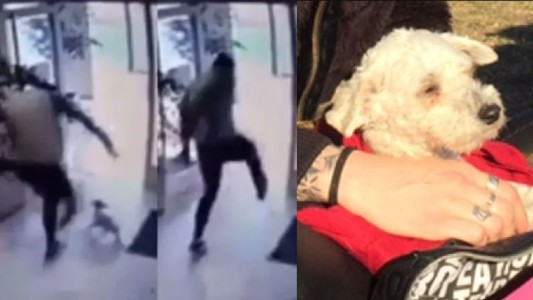 Se recupera la perra pateada: echaron de su trabajo al agresor