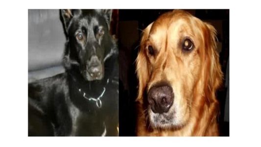 Le robaron la camioneta con sus perros adentro y los dejaron morir asfixiados