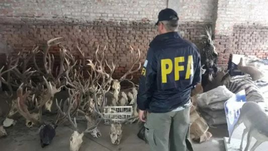 Allanaron un local en donde practicaban taxidermia de animales