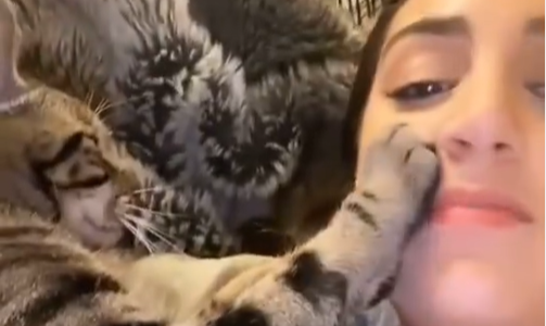 Un gato muerto de celos impide que su dueña llame a otra mascota con una insólita maniobra