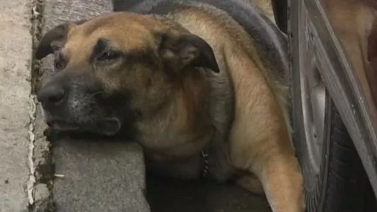 Conmoción en Caballito por un perro que fue atado a un poste y abandonado