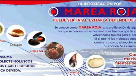 Por la marea roja, prohíben la extracción y consumo de moluscos