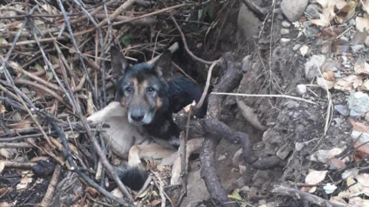 Enterraron un perro vivo, vecinos los rescataron y ahora le buscan un hogar